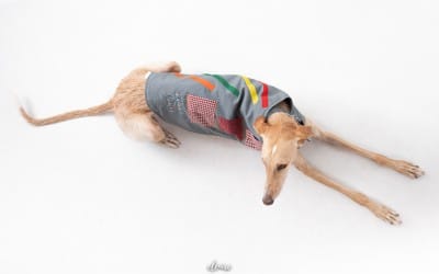 Petos para perros de terapia asistida