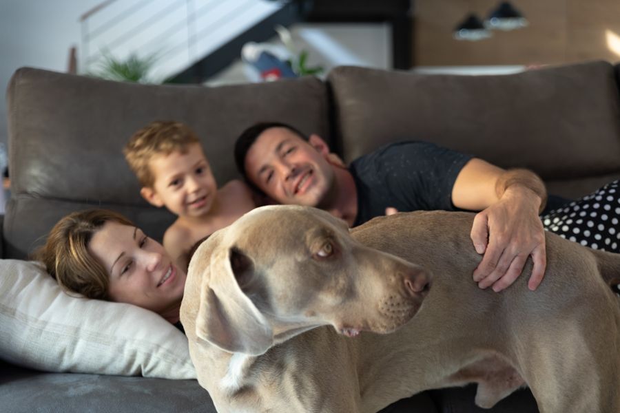 Fotografía de momentos cotidianos con tu mascota. en tu casa o de paseo. Fotografía lifestyle con animales mascotes de colors por Elena Rubio elenirc