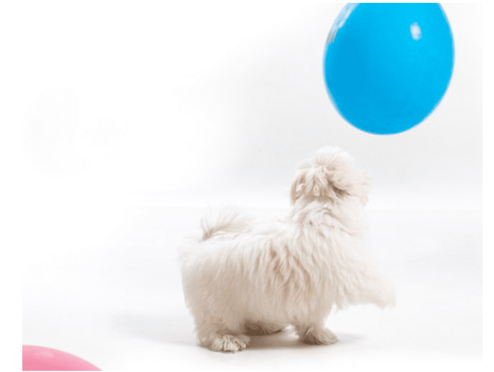 Bichon maltes Perrins juega con globo rojo y azul precios de fotografia de mascotas Bichon maltes Perrins juega con globo rojo y azul por Elena Rubio fotografa de mascotas elenirc para mascotas de colors