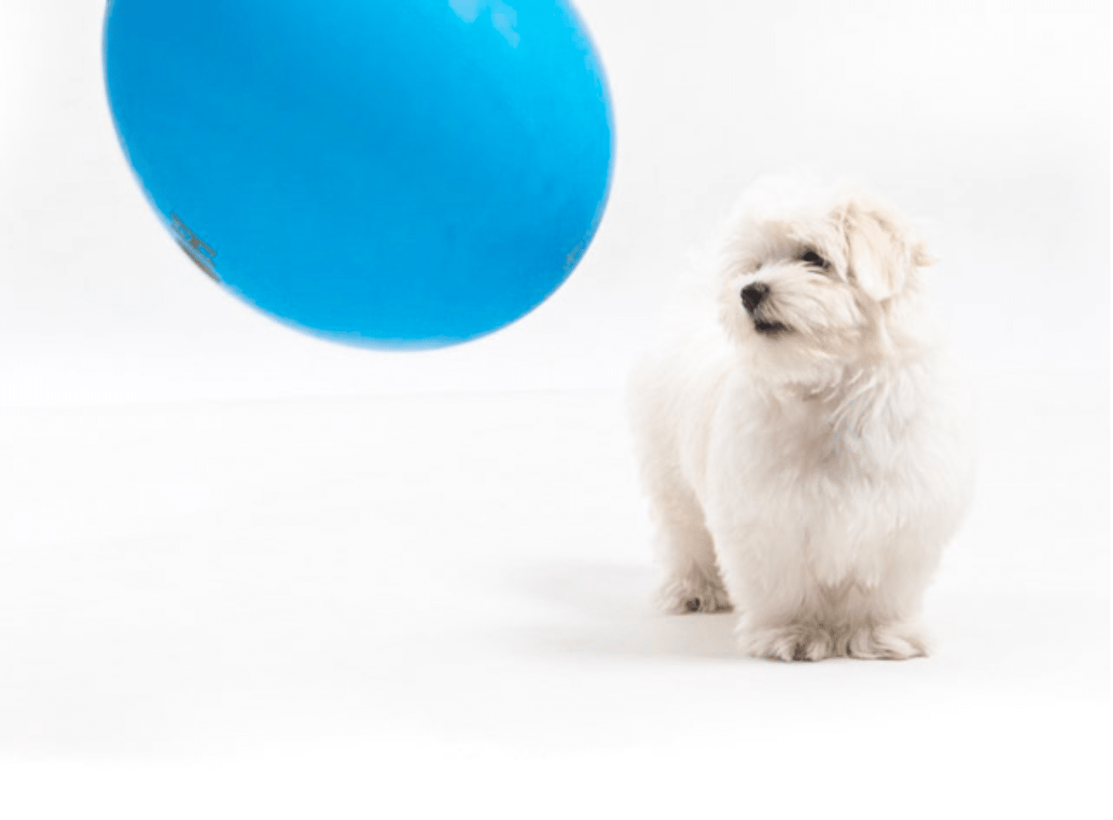 Captura de pantalla 2021-09-14 a las 20.45.56 perrins dog fotografia de mascotas en barcelona mascotesdecolors por elenirc foto de cachorro bichon maltes jugando con un globo azul