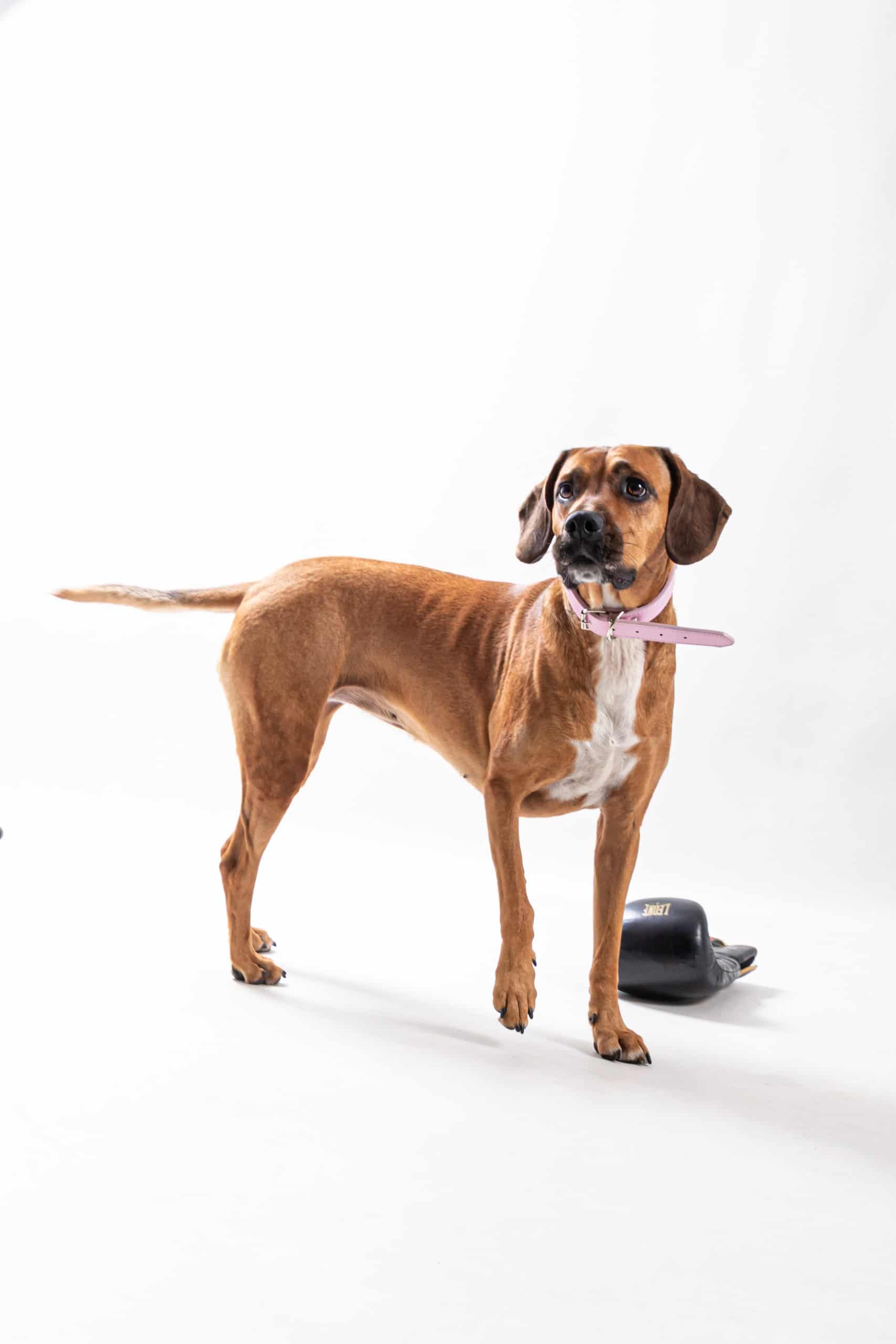 sesion de fotos de perro pastor ingles en estudio en Mollet del Valles mascotesdecolors