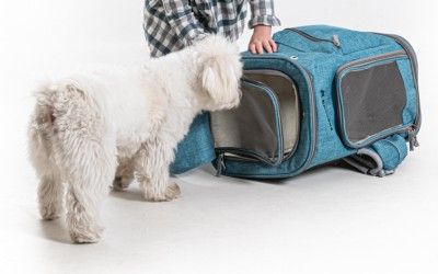 Proteger a tu perro durante los viajes