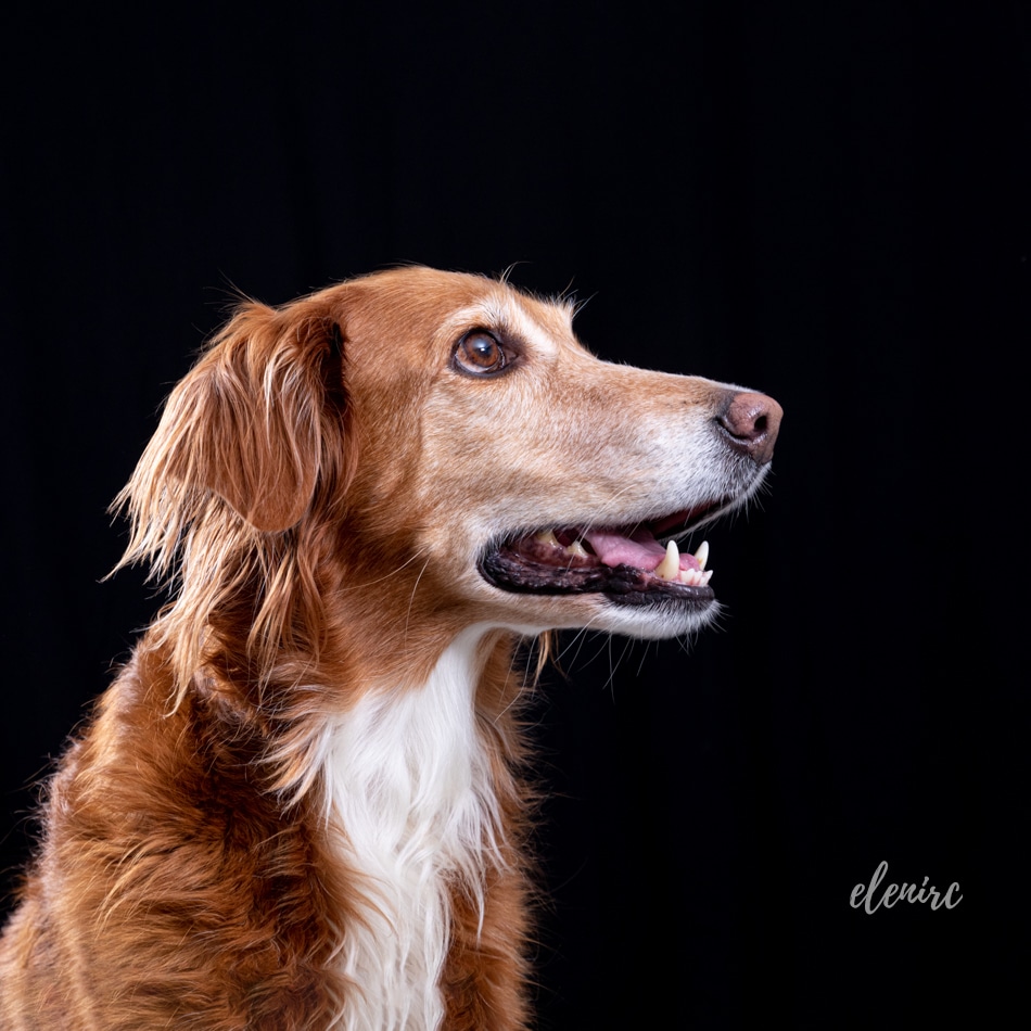 las razas de perros por continente y región fotografia de perros por Elena Rubio mascotes de colors