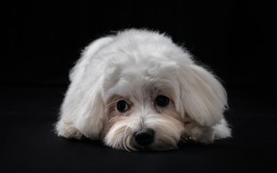 ¿Tu perro es sordo?