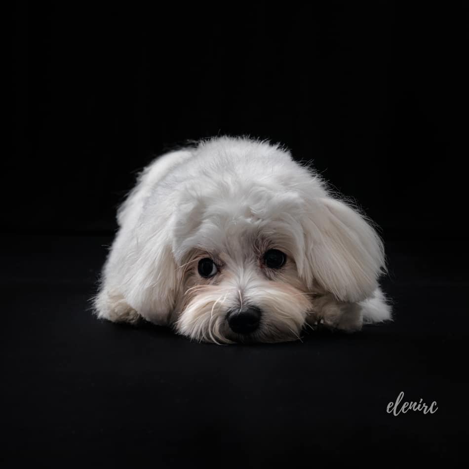 Bichón maltés sordo. ¿Tu perro es sordo? Cómo salir de dudas: Test de Baer para determinar la sordera en animales. Nuestra experiencia con Perrins. Fotografia de perros mascotesdecolors fotografa de perros en Barcelona