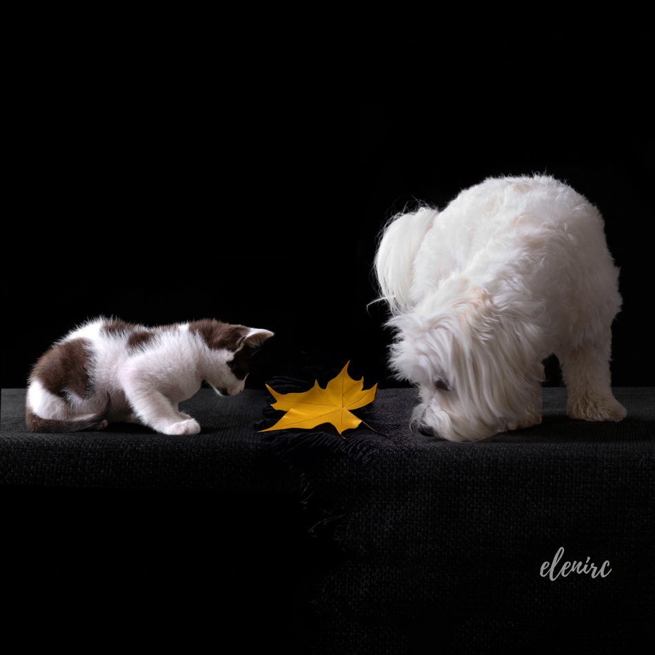Preguntas sobre fotos para Perros y Gatos · foto de perrito bichón maltés junto a gatito por Elena Rubio mascotesde colors