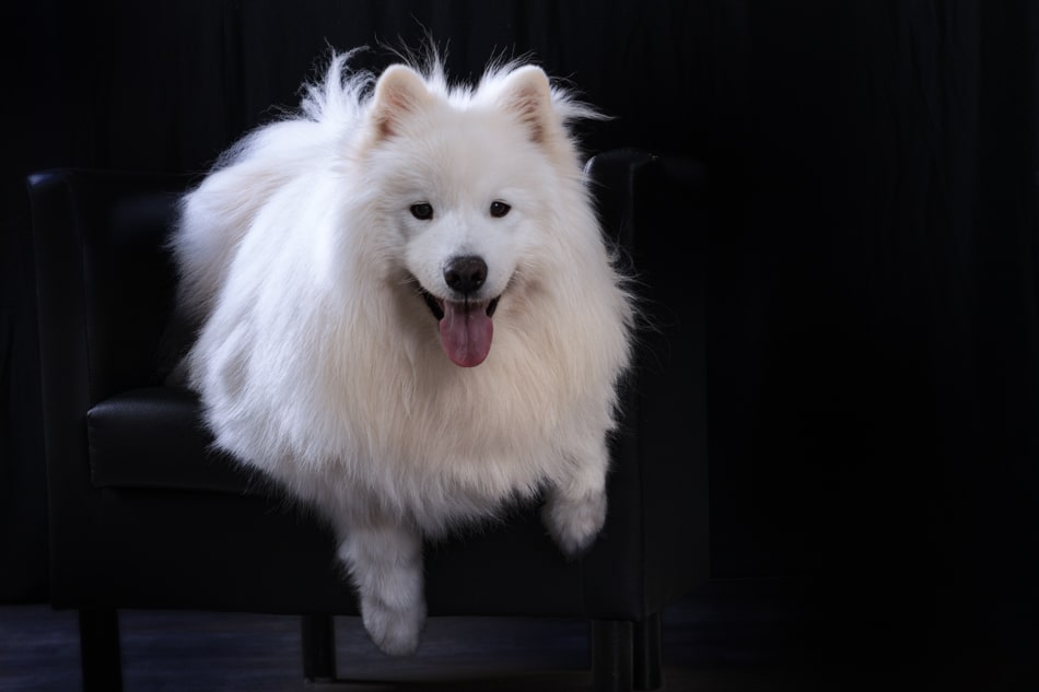 samoyedo fotos para mamá