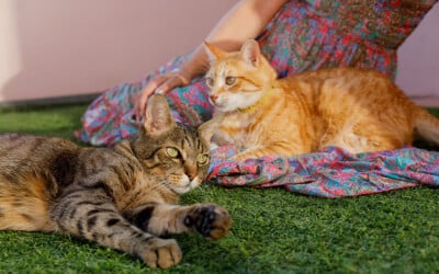 Reportaje en casa de los gatitos Enzo y Titu
