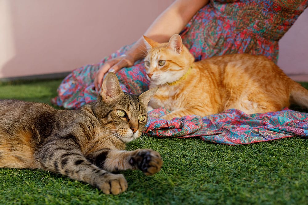 fotografia lifestyle reportaje en casa de los gatitos mascotasdecolors elenirc