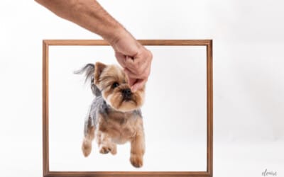 Yorkshire Terrier Mia