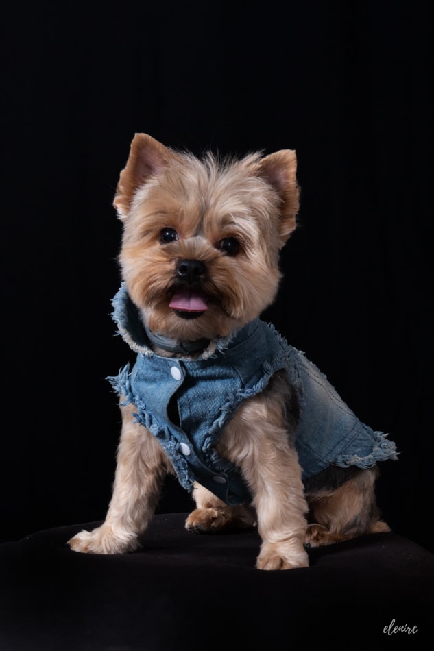 20240912-elenirc-185421 Sesión de fotos en en estudio con Mia Yorkshire Terrier en familia. Fotografía canina por elenirc para mascotesdecolors fondo negro luciendo ropa chula para perros