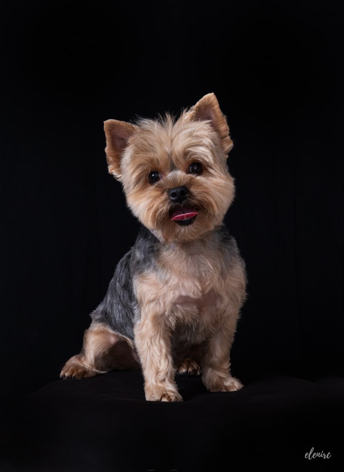 20240912-elenirc-185547 Sesión de fotos en en estudio con Mia Yorkshire Terrier en familia. Fotografía canina por elenirc para mascotesdecolors fondo negro