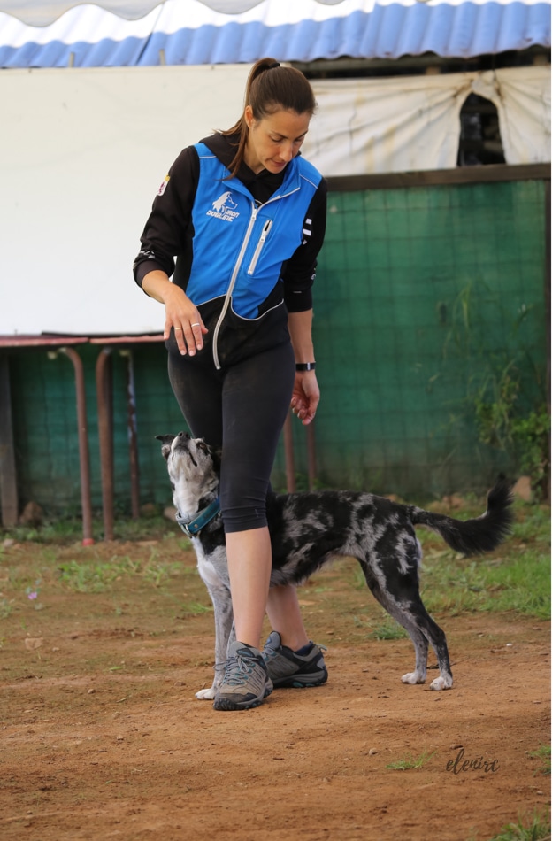 Dancig Dog entrenamientos 3 mascotesdecolors fotografia canina elenirc
