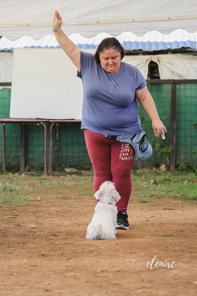 Dancig Dog entrenamientos 5 mascotesdecolors fotografia canina elenirc