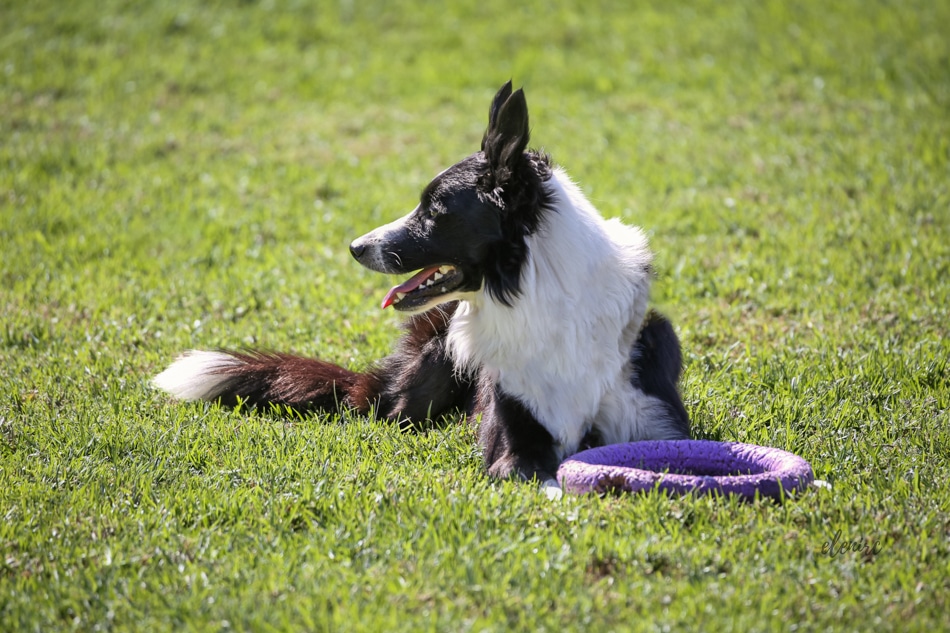 Dancig Dog entrenamientos 4 mascotesdecolors fotografia canina elenirc