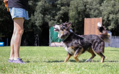 Dancing Dog