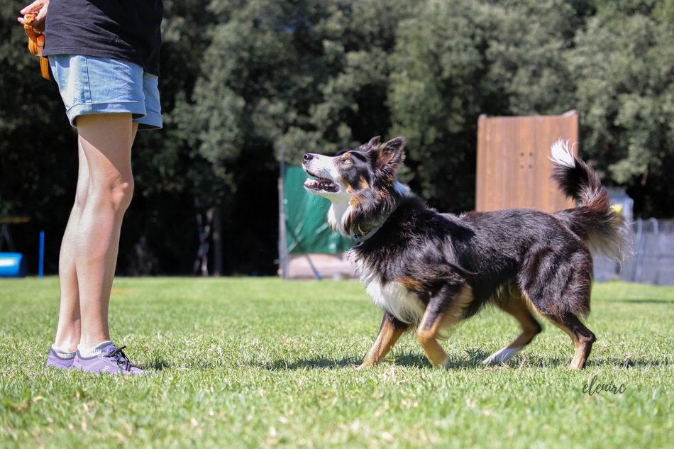 Reportaje de fotografía canina por elenirc mascotes de colors. En Dancig Dog entrenamientos