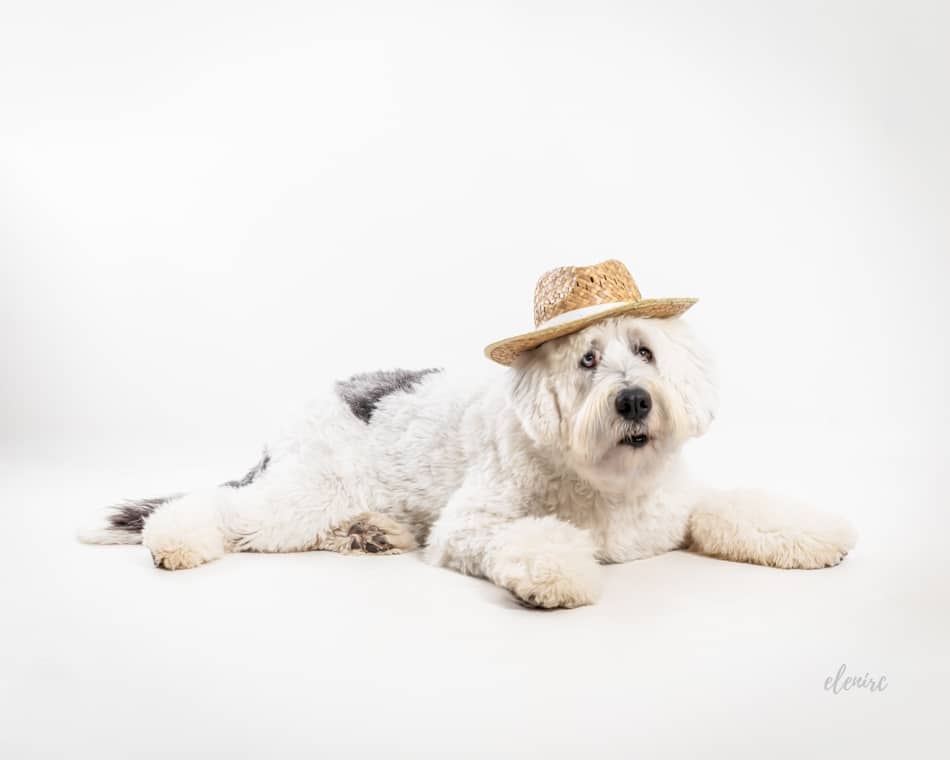 sesion de fotos de perro pastor ingles con sombrero en estudio en Mollet del Valles mascotesdecolors