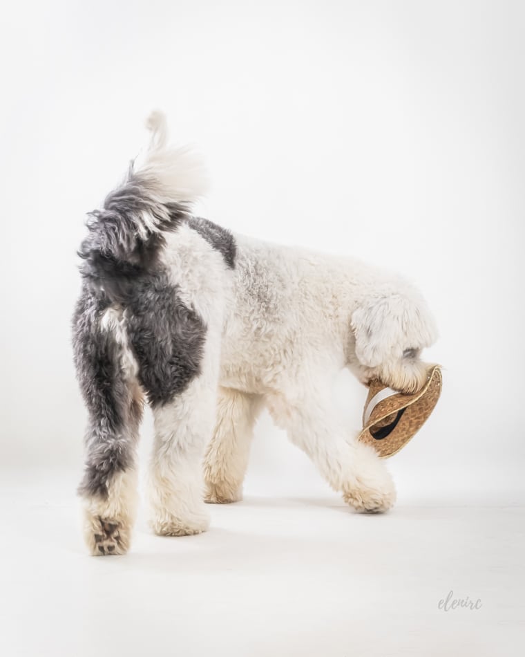 sesion de fotos de perro pastor ingles en estudio en Mollet del Valles mascotesdecolors