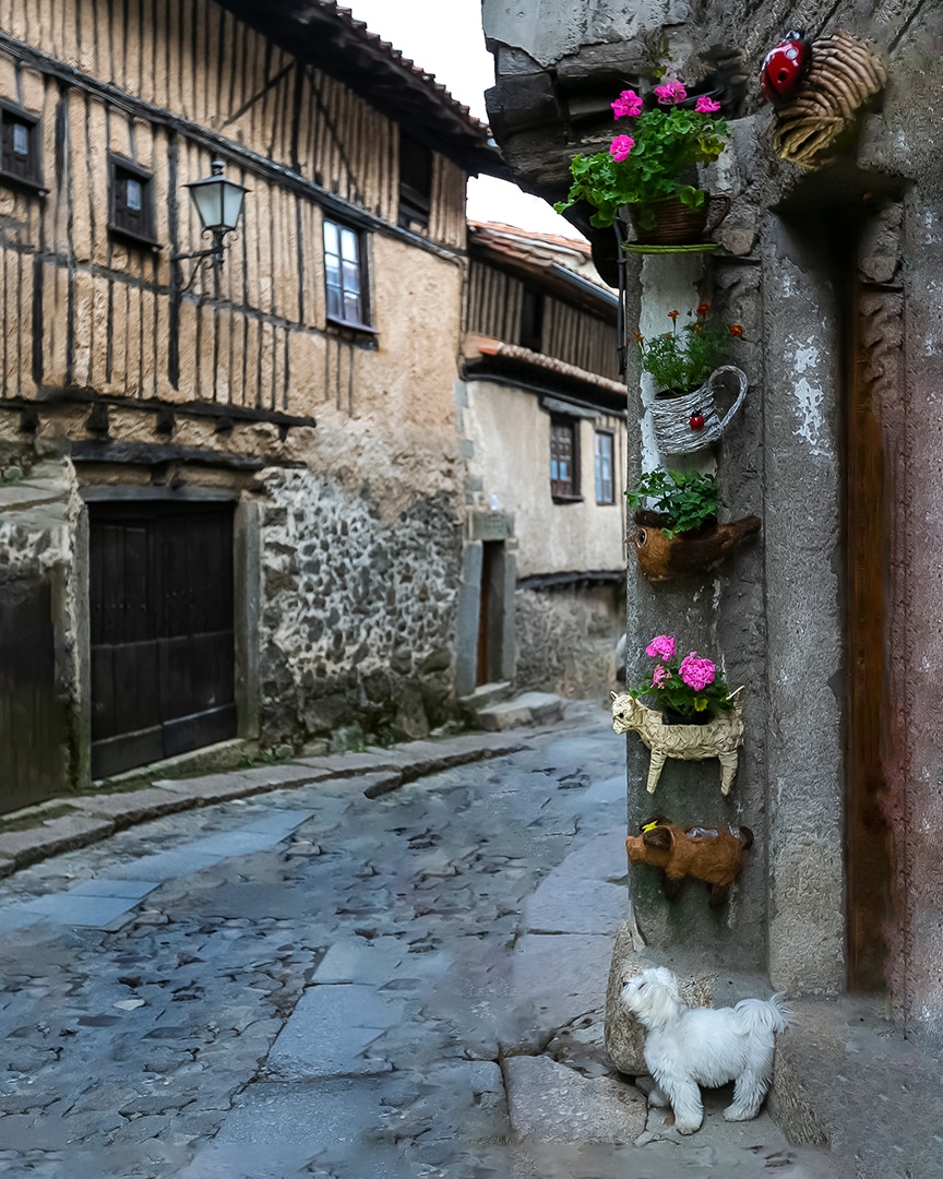 fotografia de viajes con perros mascotesdecolors Perros