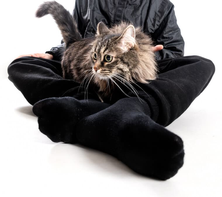 fotografia de gatos en Barcelona mascotesdecolors por Elena Rubio fotografa de mascotas en Barcelona