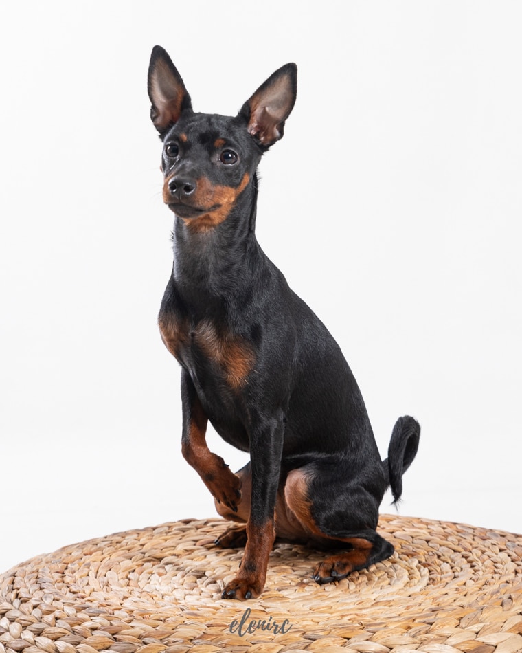 El ronroneo y el terremoto fotografía de perros en Mollet Pincher mini