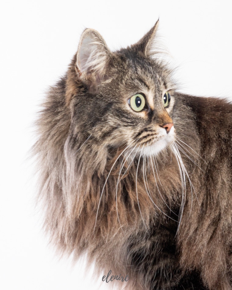 fotografos de gatos mascotes de colors elenirc
