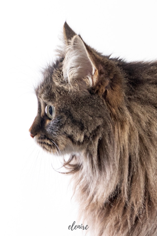 preparar a tu gato para una sesión de fotos mascotes de colors