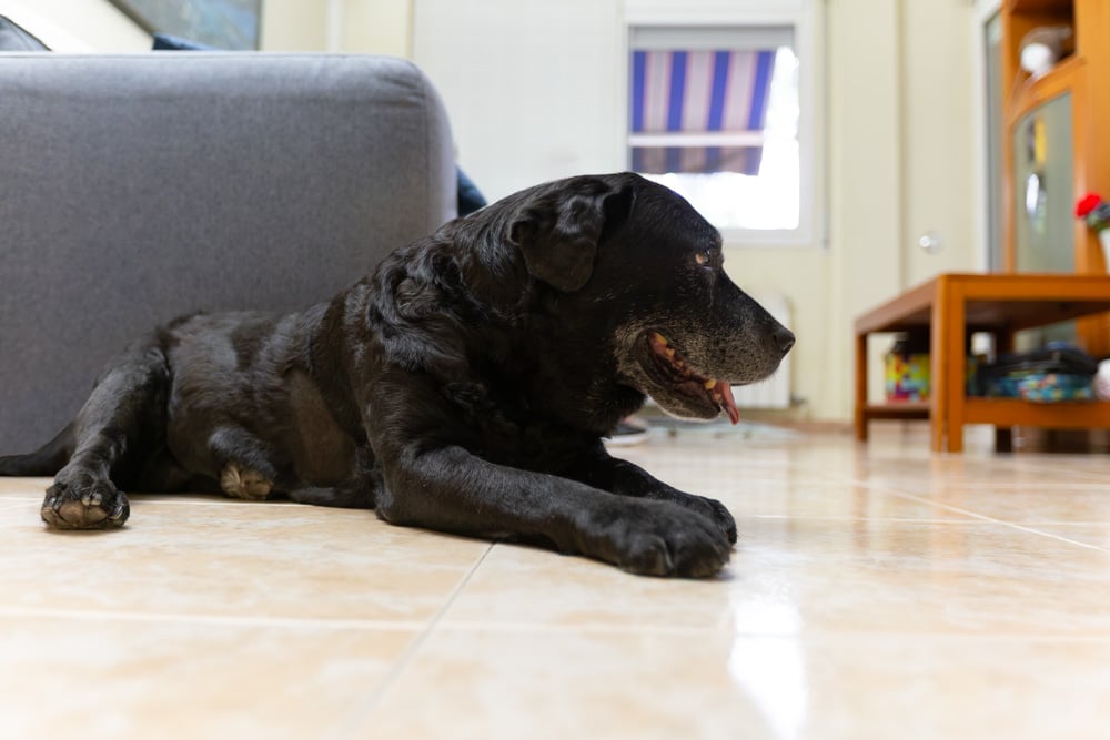 perro labrador negro. Reportaje de fotos de despedida en casa. Mascotesdecolors