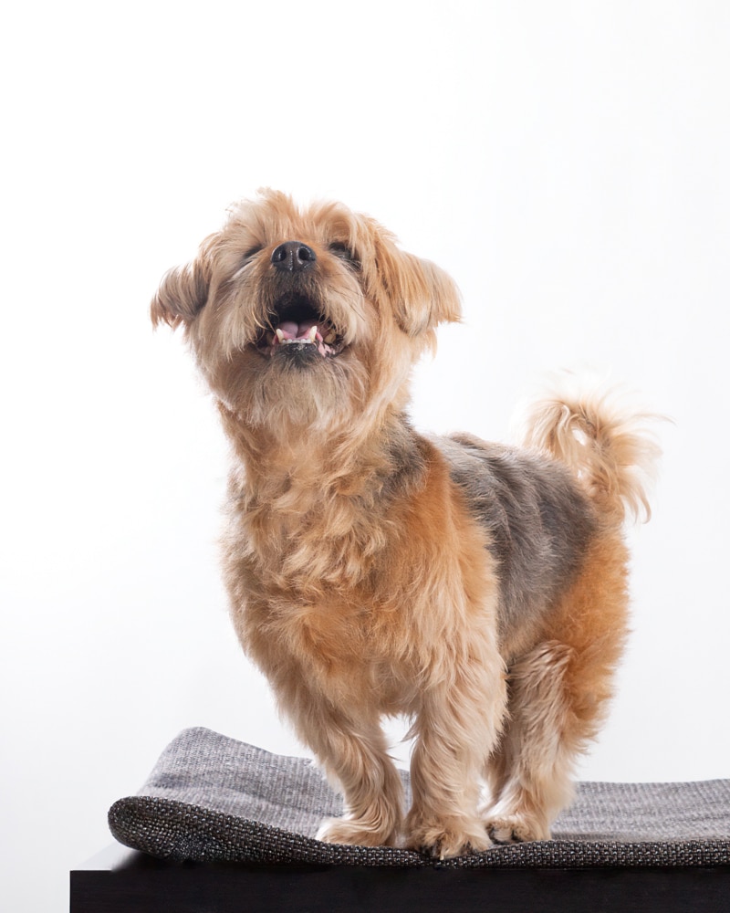 20260127-elenirc-131241 Roky Top model perruno
