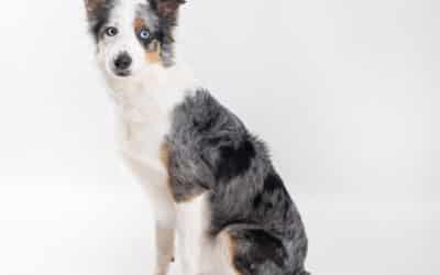 Noa – border collie