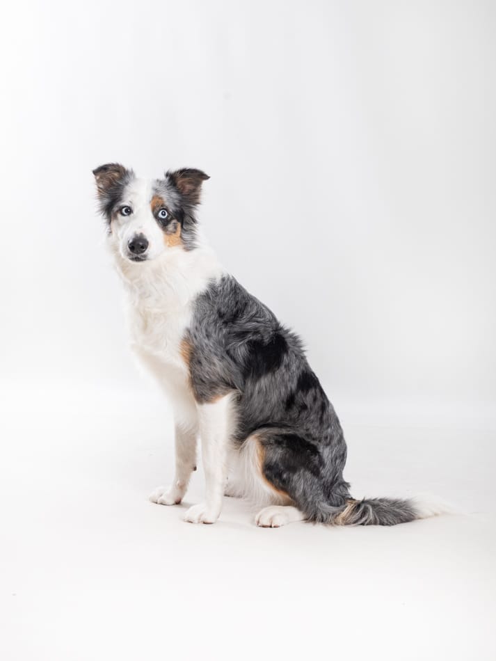 border collie