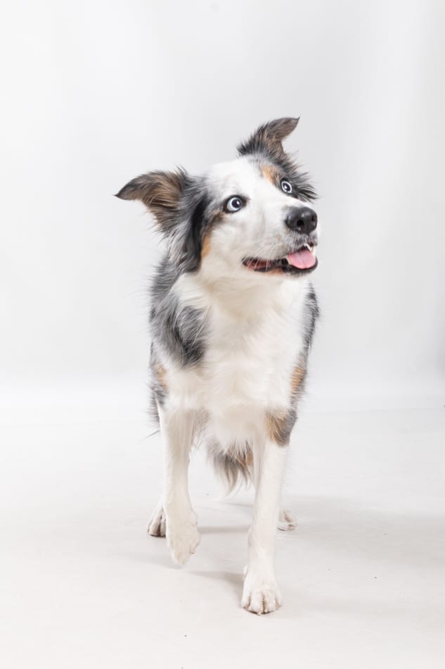 border collie