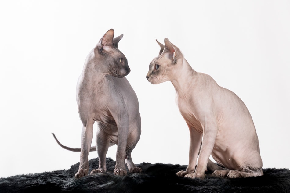 Gatos egipcios Sesión de fotos para gatos en estudio mascotes de colors  Pareja de gatos se mira