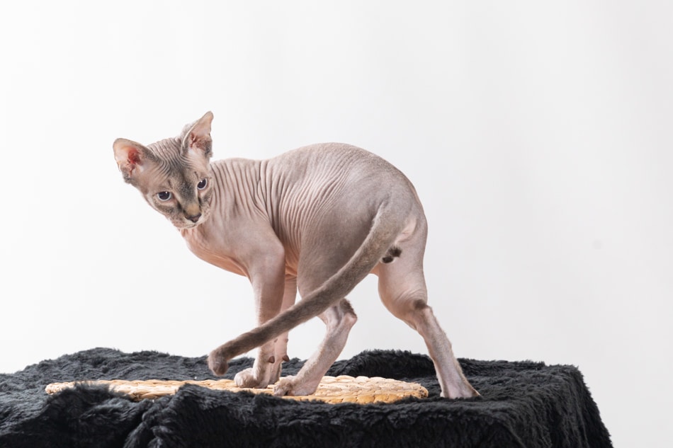 Gato egipcio se gira curioso. Sesión de fotos para gatos en estudio mascotes de colors  en Mollet del vallès Barcelona por elenirc