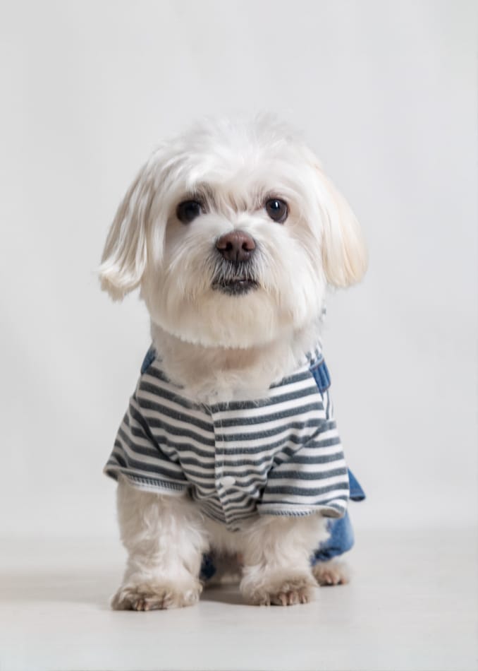 perrito bichón maltés modelo para tienda de ropa