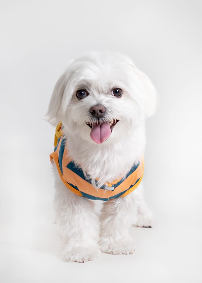 perrito bichón maltés