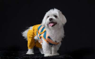 Cai: Perrito Bichón maltés top model