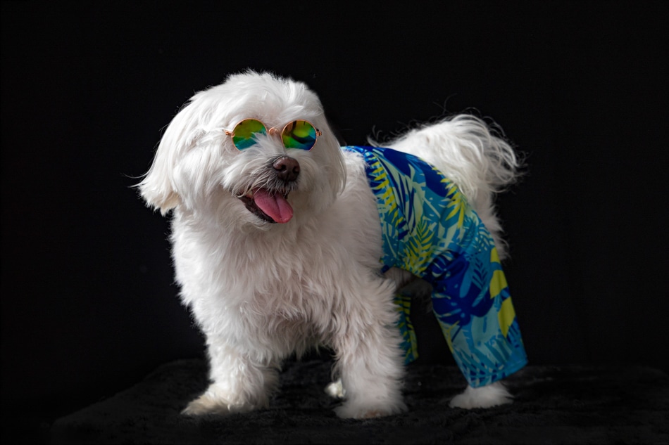 book de fotos de perro bichón matés para tienda de ropa