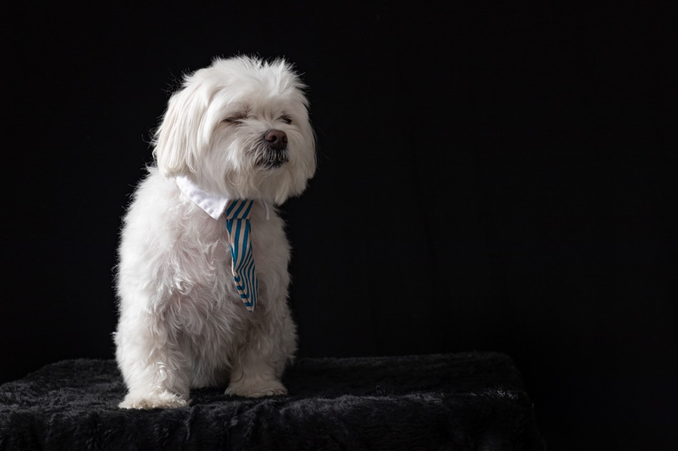 Foto de estudio mascotes de colors en barceloan Foto de bichón maltés con expresión graciosa y cocrbata