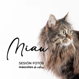 vale regalo sesión de fotos con gato en Mollet del Vallès por mascotes de colors