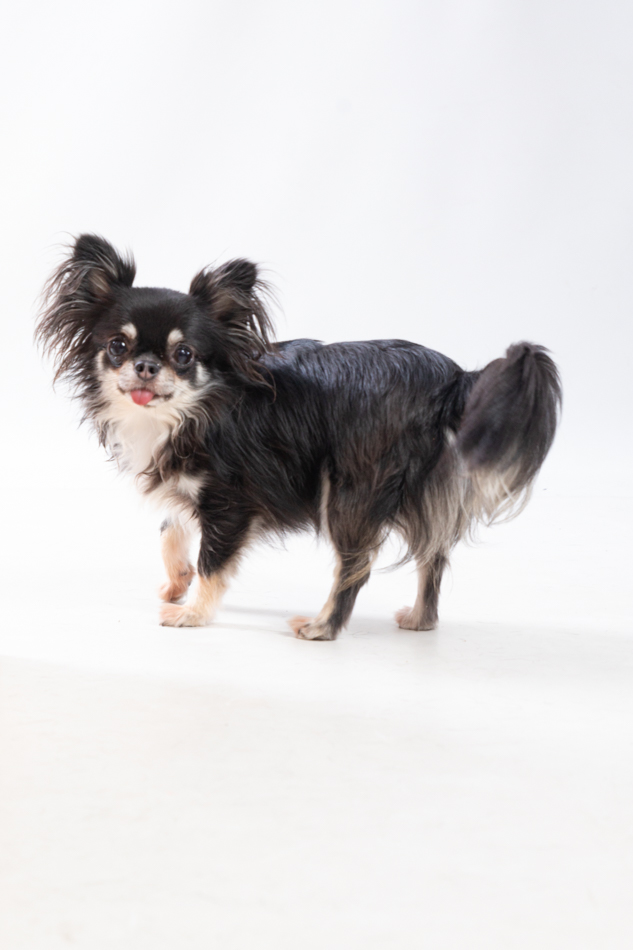 perrito bichón maltés modelo para tienda de ropa