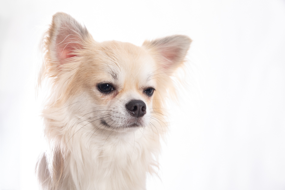 perrito bichón maltés modelo para tienda de ropa