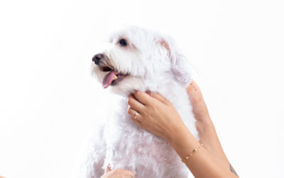 Bichón